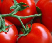 Tomaten Gem&uuml;se Dresden